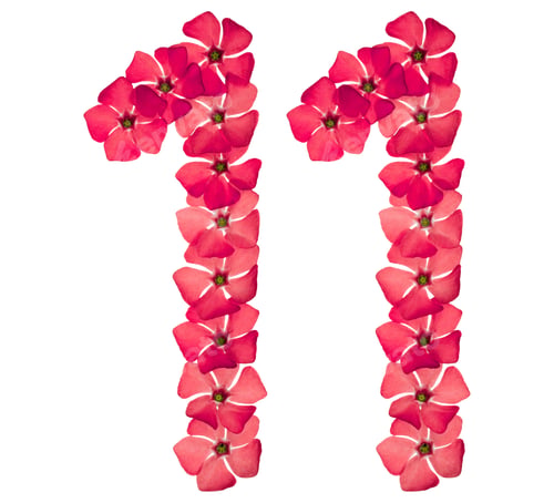 Preview: Numeral 11, eleven, from natural red flowers of periwinkle, isolated on white background