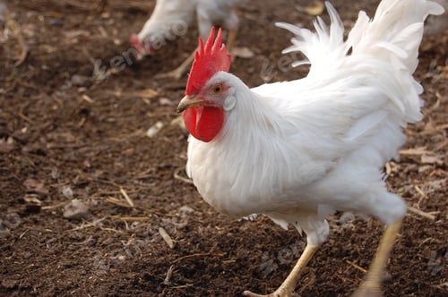Preview: Village chickens.
