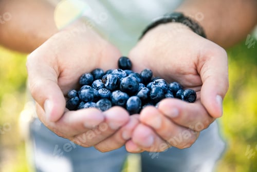Preview: Blueberry in the hands of the farmer, man, fruit, food, nature