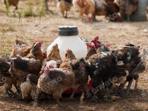 Preview: Chicken Farm