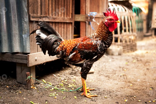 Preview: Rooster Standing Proudly on Dirt Farm Yard
