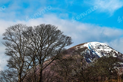 Preview: Majestic snowy mountain near a dry tree under a blue sky in Isle of Skye, Scotland, UK