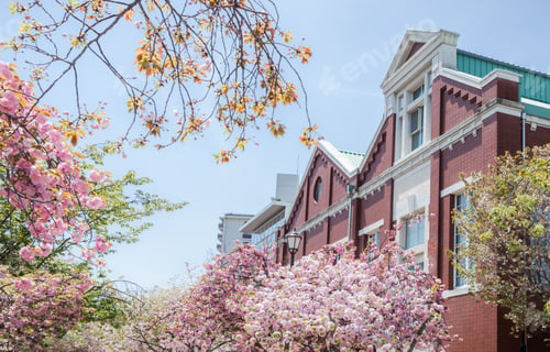 Preview: Mint Museum with Cherry Blossoms, Osaka, Japan