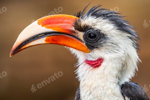 Preview: Red-billed Hornbill (Tokus) at El Karama Ranch, Laikipia County, Kenya