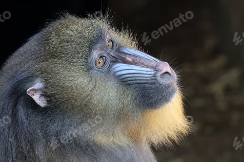 Preview: A mandrill (Mandrillus sphinx) portrait on background, close up