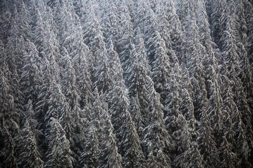 Preview: Coniferous trees covered with snow in winter forest.
