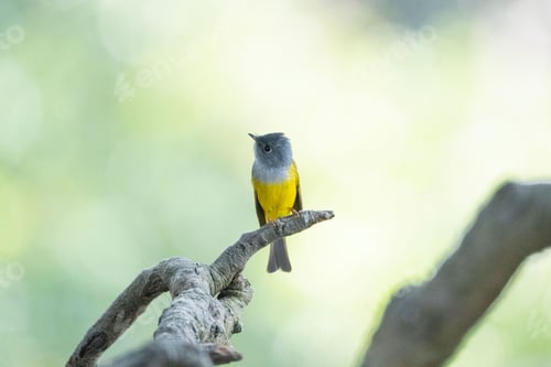 Preview: Small yellow bird perched on a thin branch of a tall tree