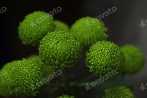 Preview: bouquet of green chrysanthemums on a gray background window and curtain