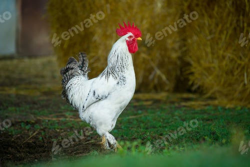 Preview: White rooster on traditional free range poultry farm