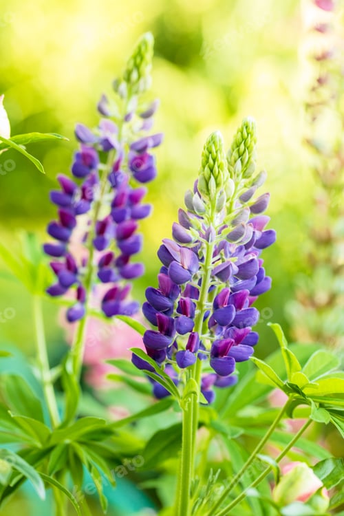 Preview: Fresh lupine close-up blooming in spring. High lush purple lupine flowers