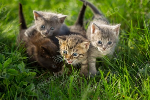 Preview: Little tabby kittens on green grass