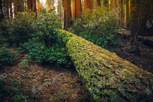Preview: Mossy Tree Trunk, Sequoia National Park, California