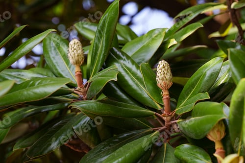 Preview: Southern magnolia fruits among glossy foliage.