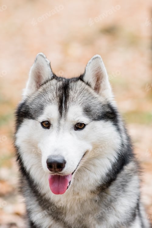 Preview: Close-up portrait of a Husky dog. Pet is happy, smiling, sticking out its pink tongue. Northern dogs