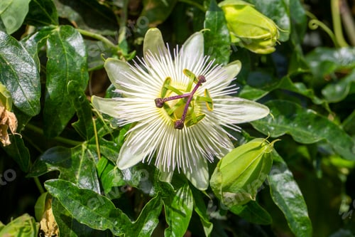 Preview: Ivy plant genus. Scientific name; Passiflora caerulea Constance Elliot