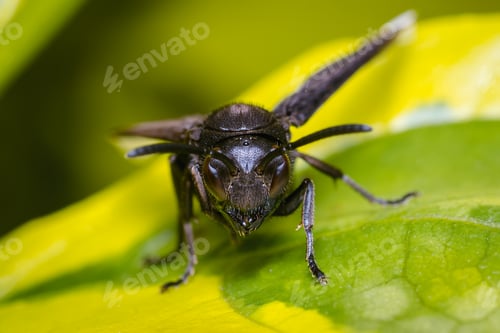 Preview: Black wasp perched among the leaves of a tree