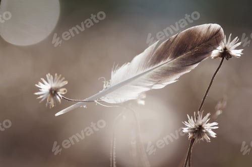Preview: The feather and wilted dandelion among morning light