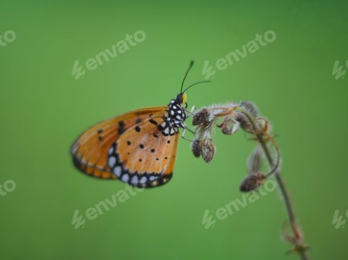 Preview: Butterfly