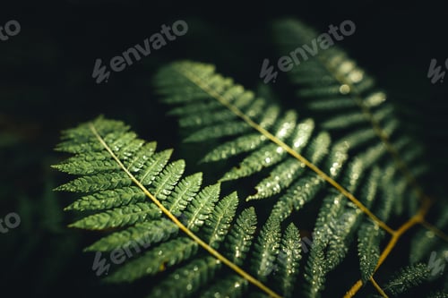 Preview: Dark green fern foliage