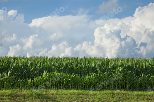 Preview: Cornfield Side View Beneath Dramatic Clouds