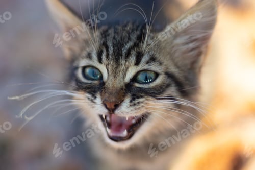 Preview: Closeup shot of a cute little meowing kitten against a blurred background