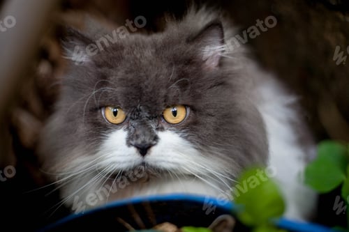 Preview: Persian cat eating favorite cat grass on concrete floor