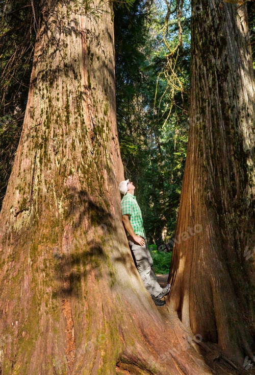 Preview: Redwoods