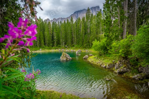 Preview: Purple flowers blooming near lake carezza in the dolomites