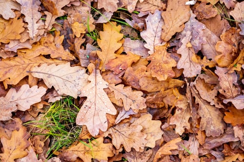 Preview: Fallen dry oak leaves.