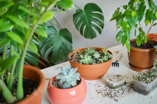 Preview: Replanting succulents in bright room. Home gardening and plant care