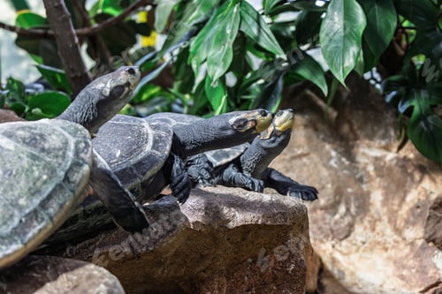 Preview: Cyclemys dentata Asian freshwater turtles group interaction