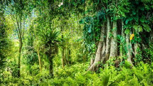 Preview: Huge ancient Banyan tree covered by vines in Bali Jungle