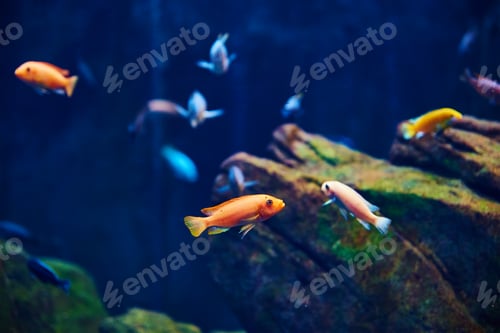 Preview: Sea fishes in the deep aquarium, sea life