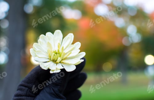 Preview: Woman holding white zinnia daisy flower in hands wearing gloves with autumn forest in the background