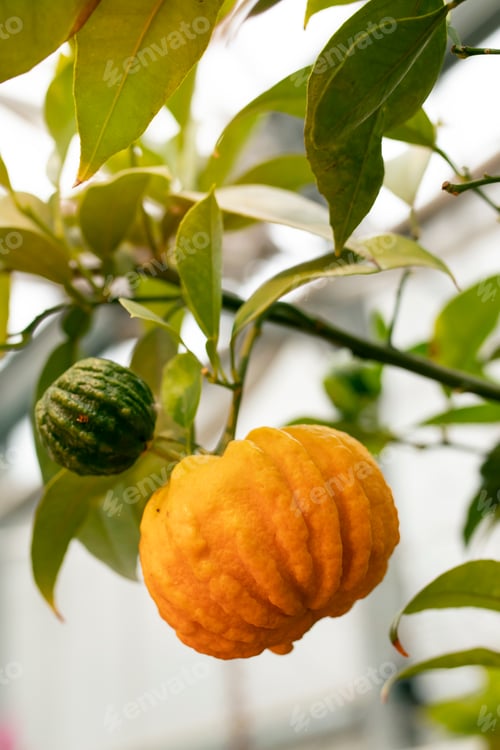 Preview: orange citrus fruits on a branch in the garden