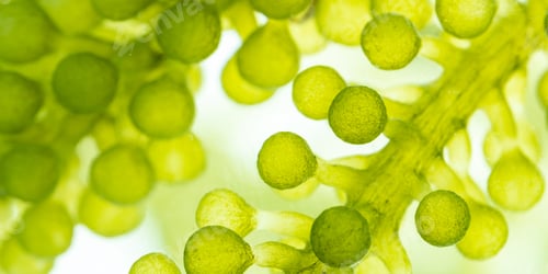 Preview: macro microscope closeup shot of green algae water plant with biotechnology science laboratory