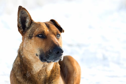 Preview: Close-up of yellow dog pet on white snow outdoors