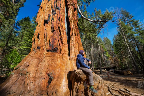 Preview: Tourist in sequoia forest