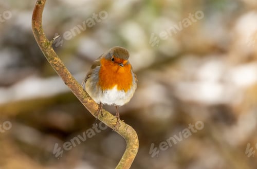 Preview: European robin (Erithacus rubecula) perched on a branch
