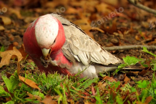 Preview: bird, cockatoo galah, parrot, pet