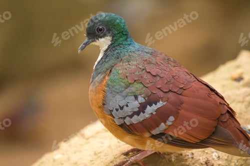Preview: Closeup side shot of a Mindanao bleeding-heart standing outdoors