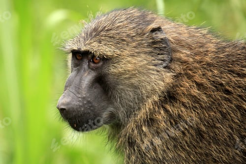 Preview: Olive Baboon - Bigodi Wetlands - Uganda, Africa