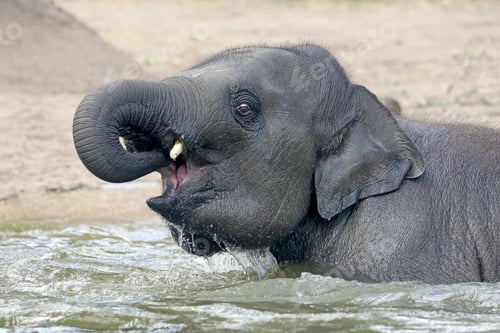 Preview: An Indian elephant, Elephas maximus indicus, in the water