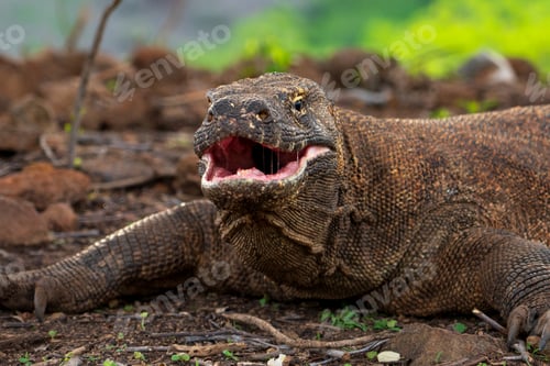 Preview: A Komodo dragon moves slowly and deliberately through a grassy area.