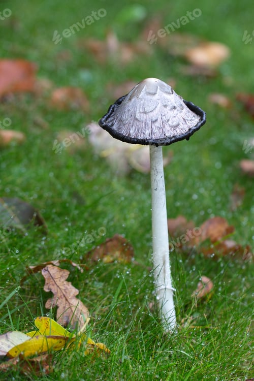 Shaggy Ink Cap Mushroom in the Autumn Grass