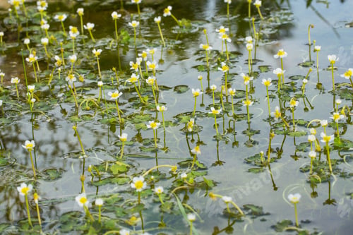 Preview: Sanicle-leaved water crowfoot Ranunculus saniculifolius , Malta, Mediterranean