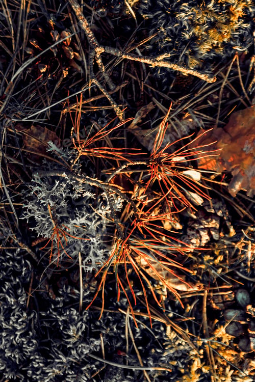 Preview: Closeup shot of ground of the forest with dry branches and leaves, a beautiful fall background