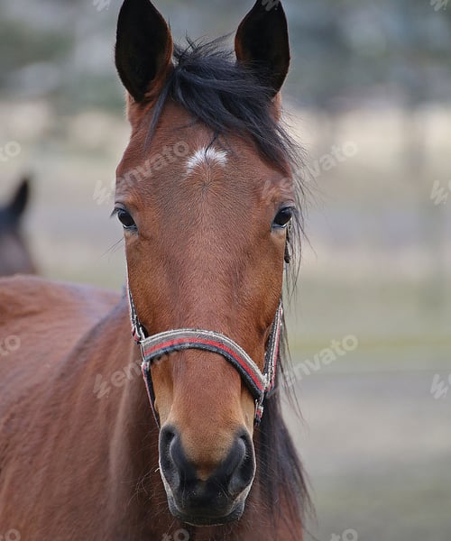 Preview: horse, mare, wilderness, stallion