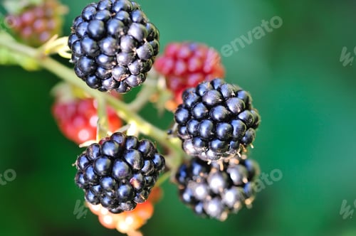 Preview: Growing fresh blackberries in a garden. Close Up