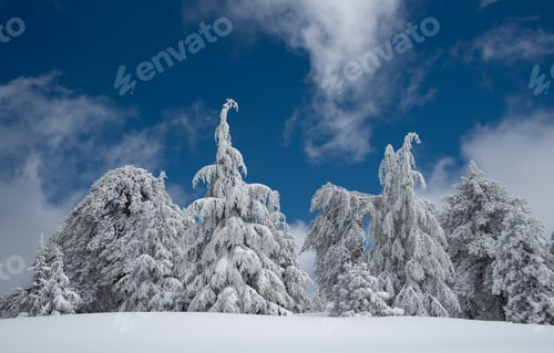 Preview: Winter landscape in snowy mountain frozen snow covered fir trees against blue cloudy sky.
